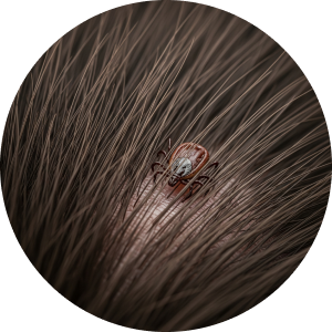 Imagem interna artigo doença de carrapato